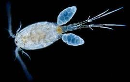 copepod