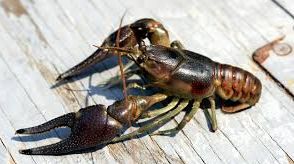 crayfish