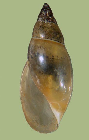 Physidae