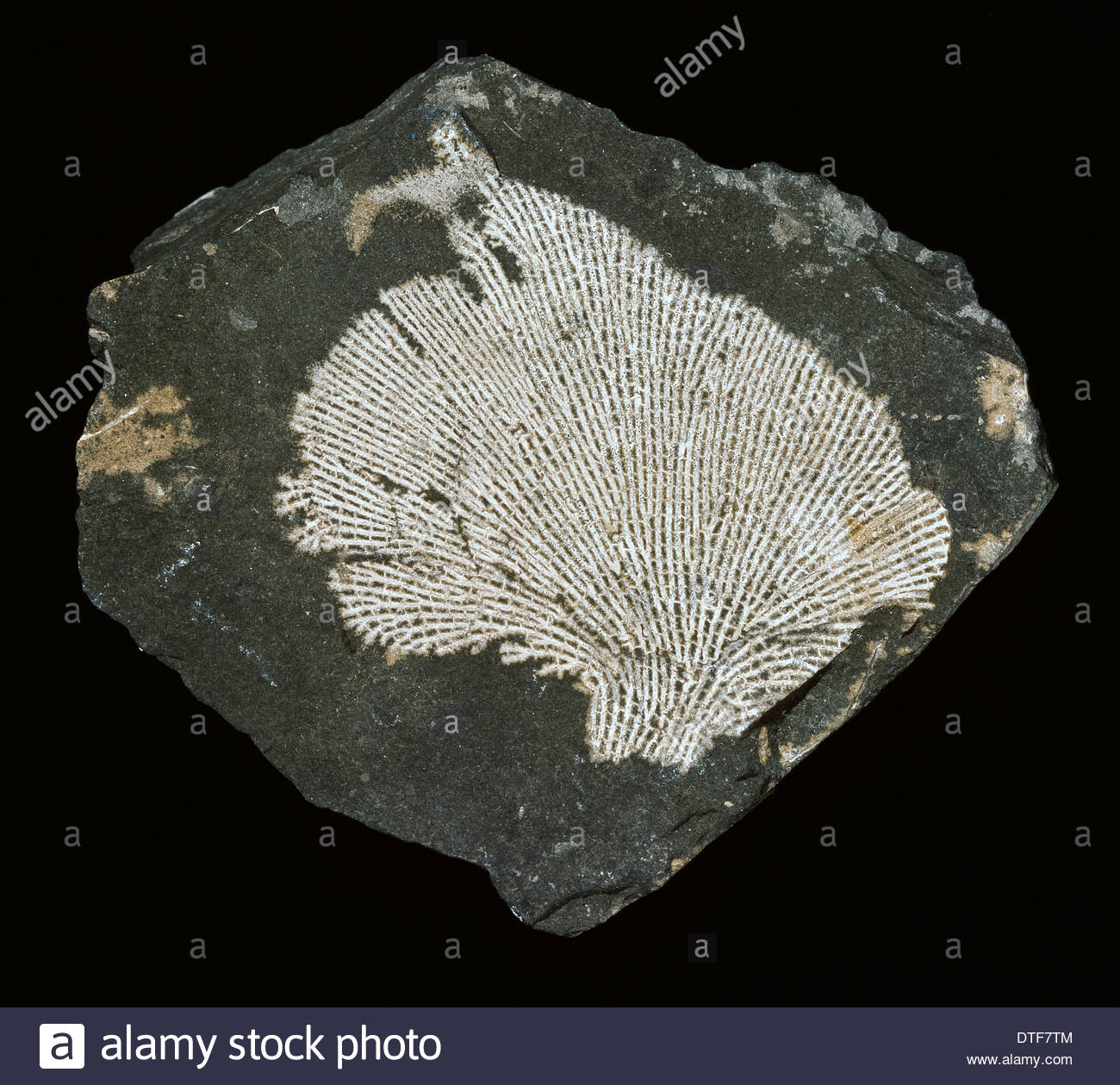 Bryozoa