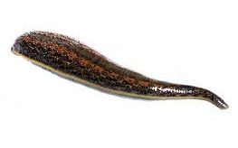 leech